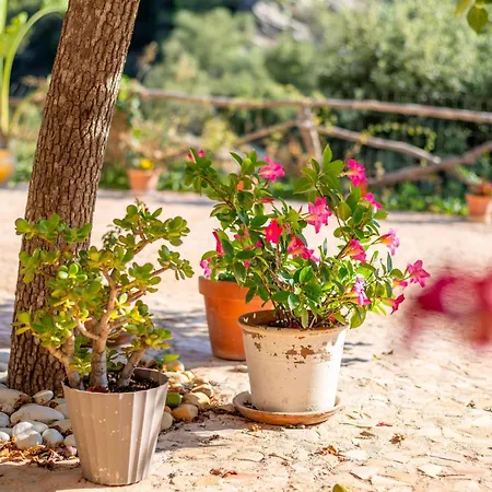 Ca Ses Caretes Ferienhaus Orient